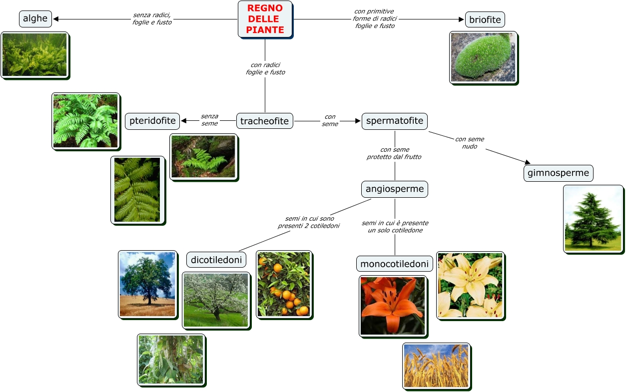 Regno Vegetale Agrariorepository